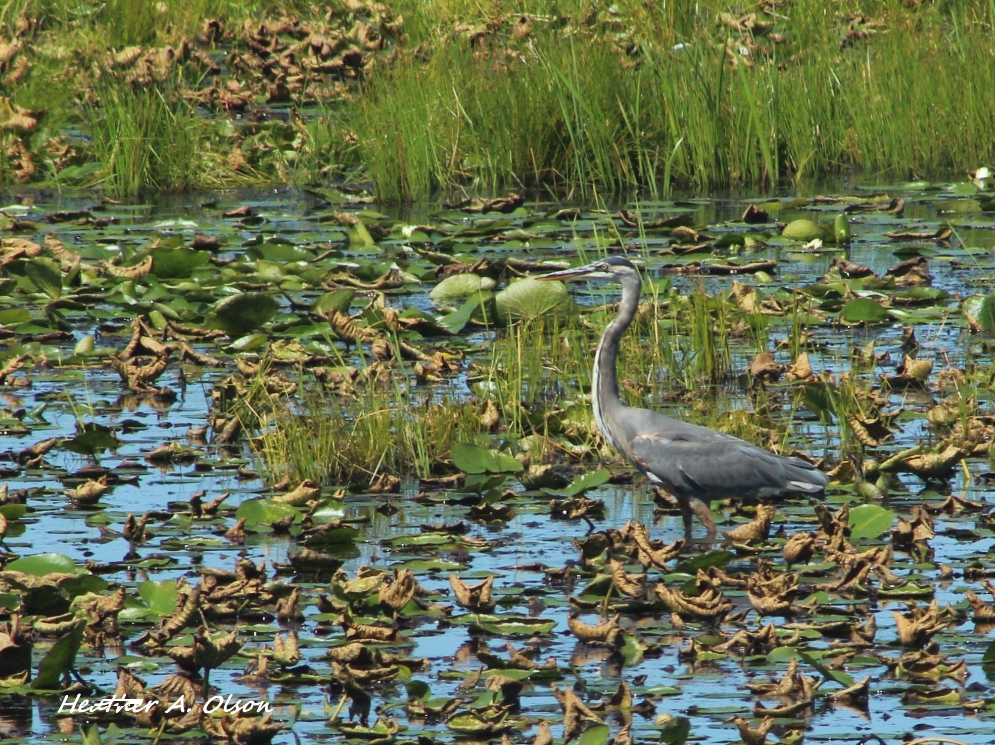 GREAT SIGHT: Woman gets glimpse of heron | News, Sports, Jobs - Vimarsana News